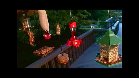 Live Aug. 30 2021 Bird Feeder in Asheville NC. In the mountains.