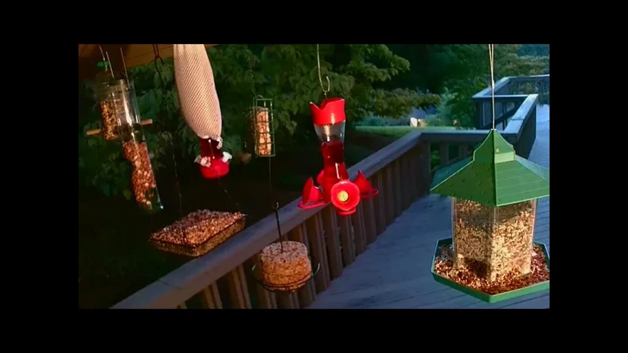 Live Aug. 30 2021 Bird Feeder in Asheville NC. In the mountains.