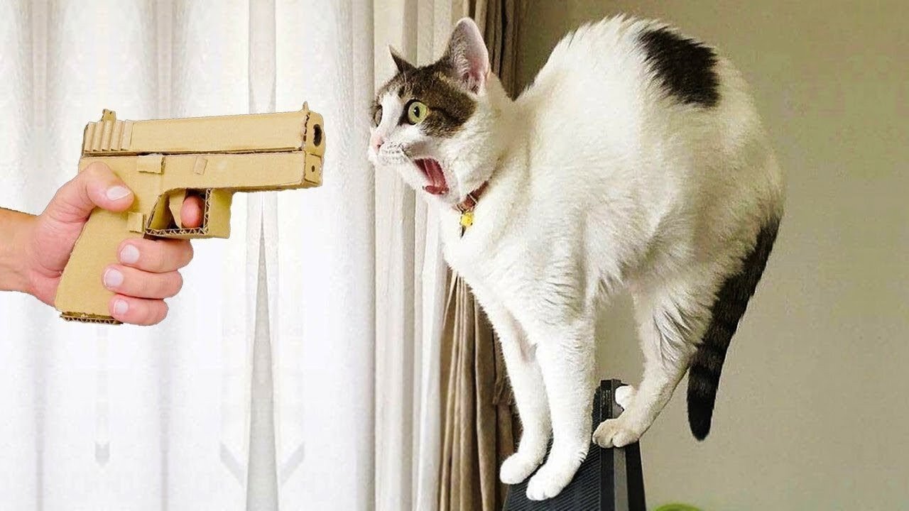 New funny animals dog video comedy video