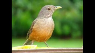 orange thrush singing 38