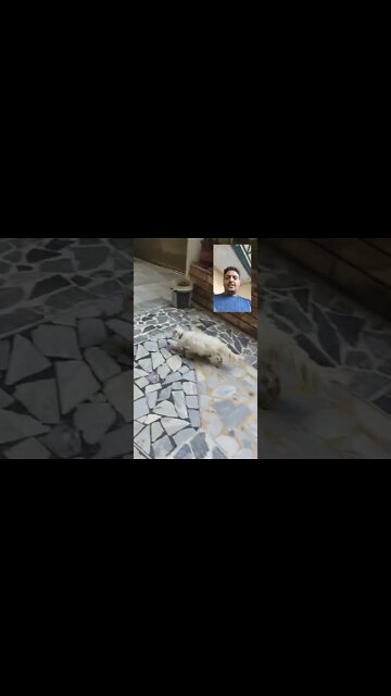 Scary Cat #Ubertainment #ytshorts #scarycat #cat #Animals #viral #viral2022 #trending #trending2022