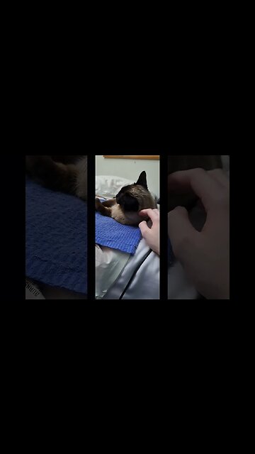 to my furbaby ❤️ #cat #viral #kitten #shortvideo