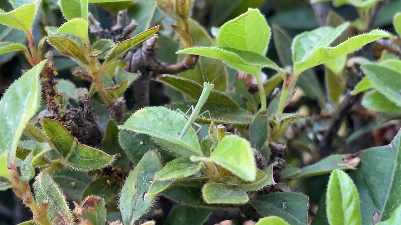 Baby Praying Mantis