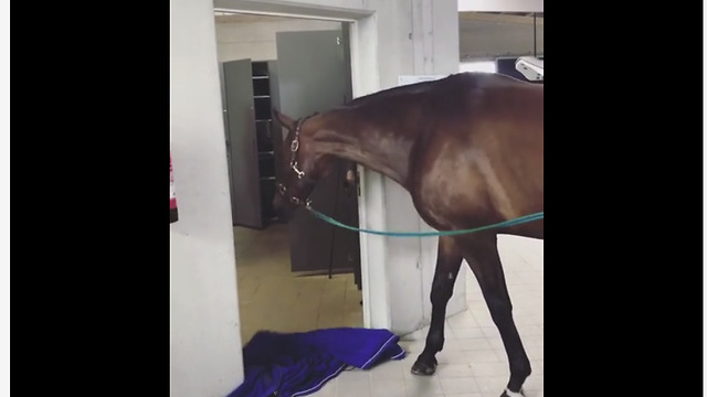 Horse participates in "What The Fluff" challenge