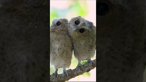 Juvenile Collared Scop Owls #shorts #short