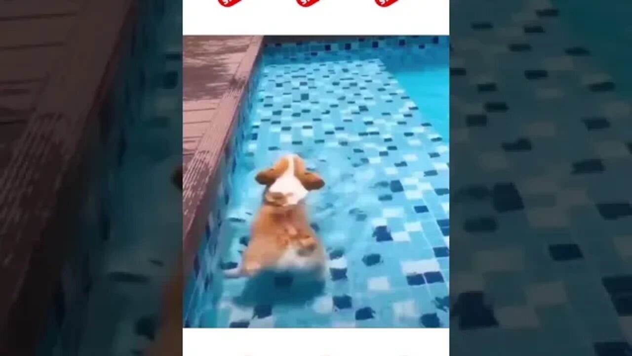 Cachorro na piscina #shorts