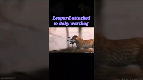 Leopard attacked to Baby warthog 2022#shorts #youtubeshorts