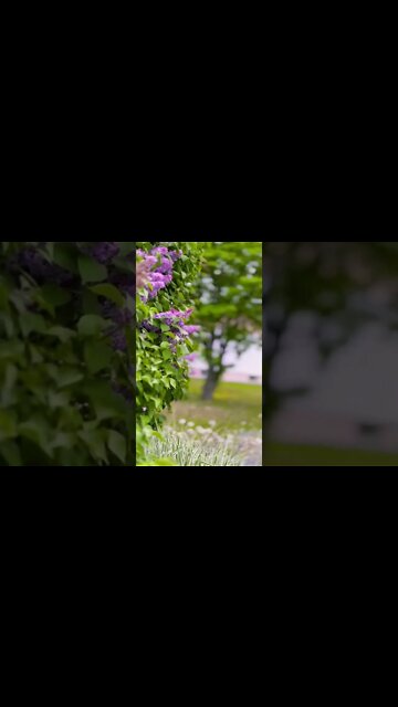 Cinematic Mode on IPhone 13 Pro