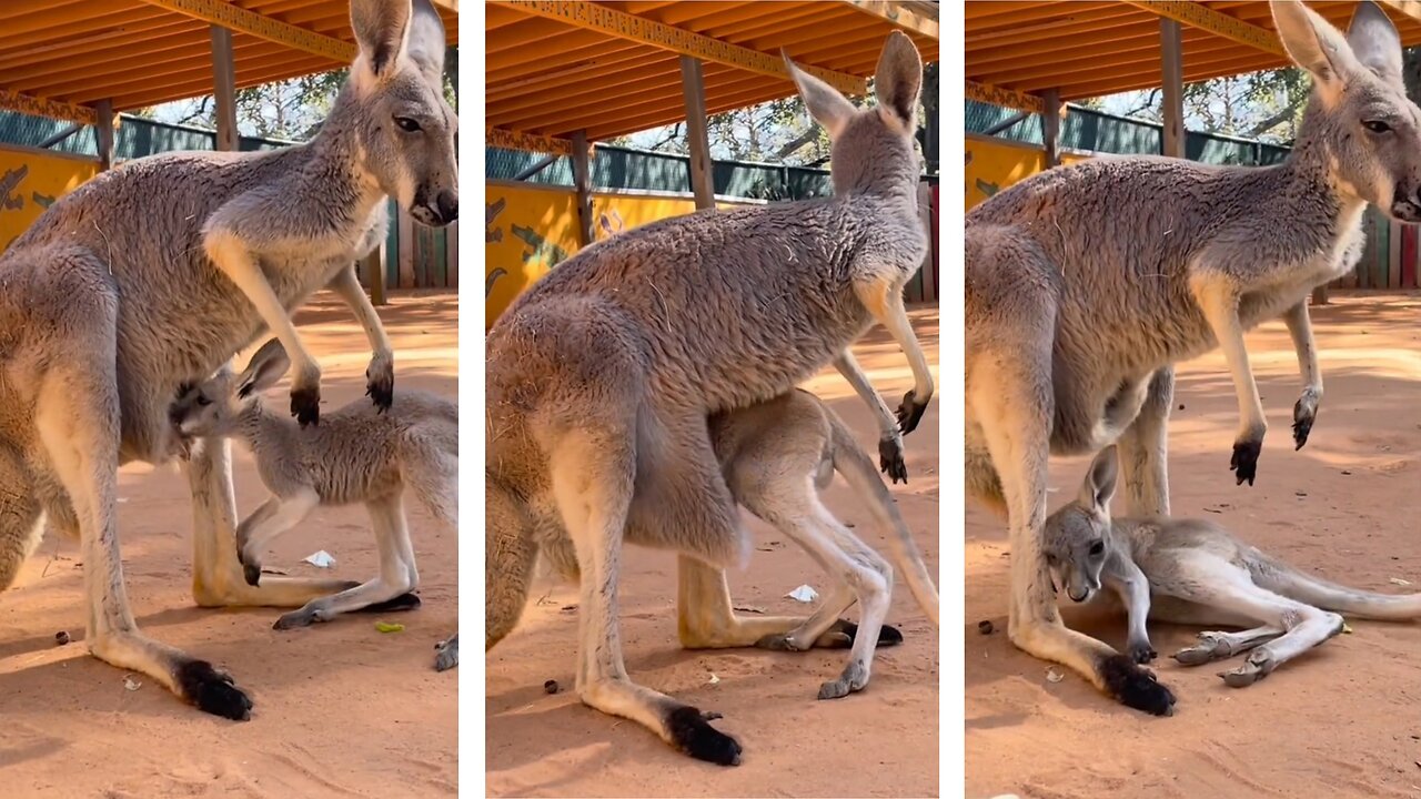 Baby kangaroo cannot find its home and falls to the ground