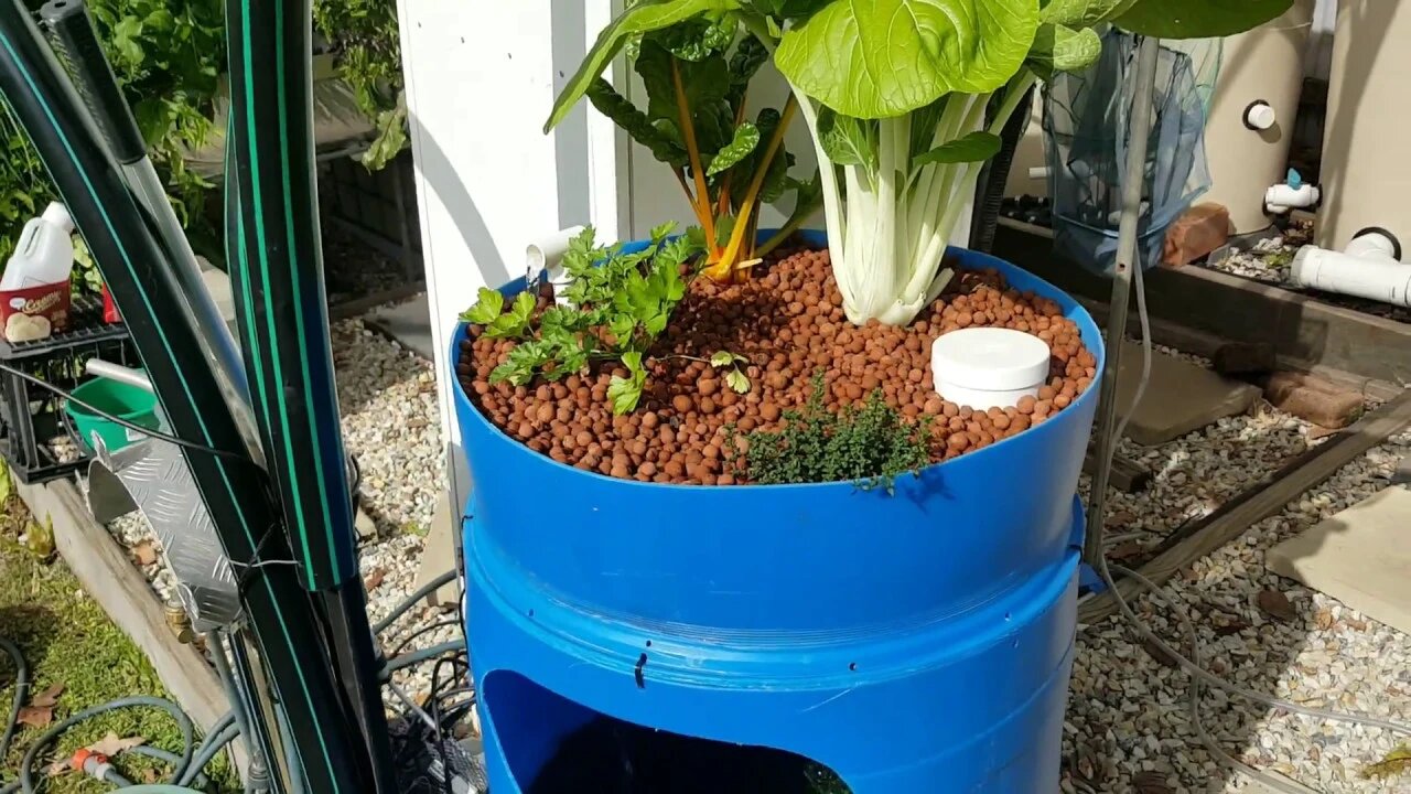 Barrel Aquaponics update - Supporters Clip 2016