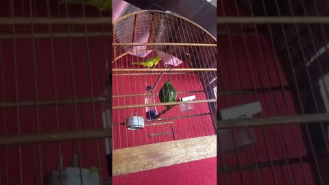Canário cantando!!