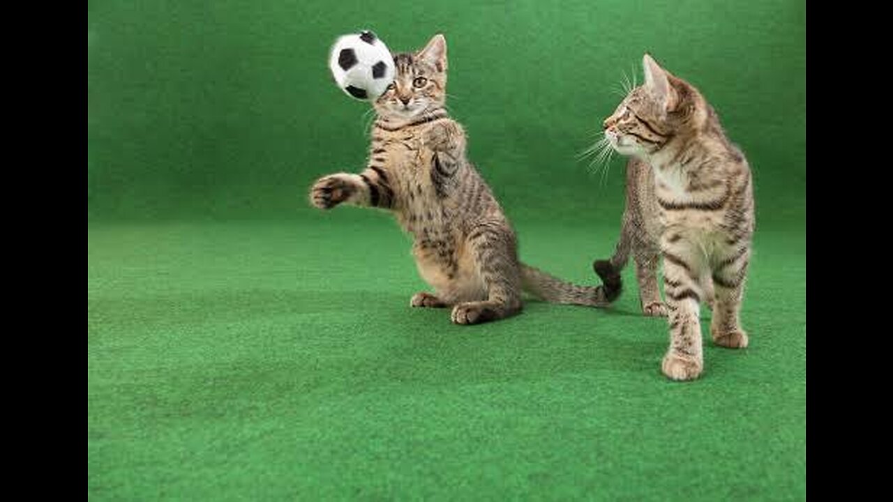 funny part 2, hahaha, amazingππππ
funny cat