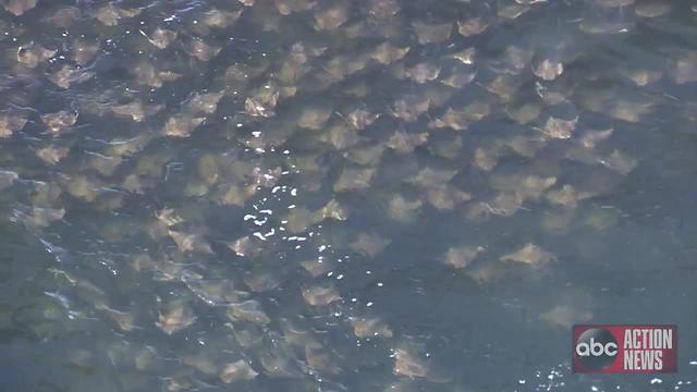 WATCH | Fever of rays spotted at Gandy Bridge