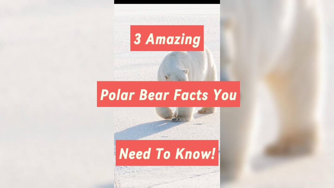 3 Amazing Polar Bear Facts You Never Knew!