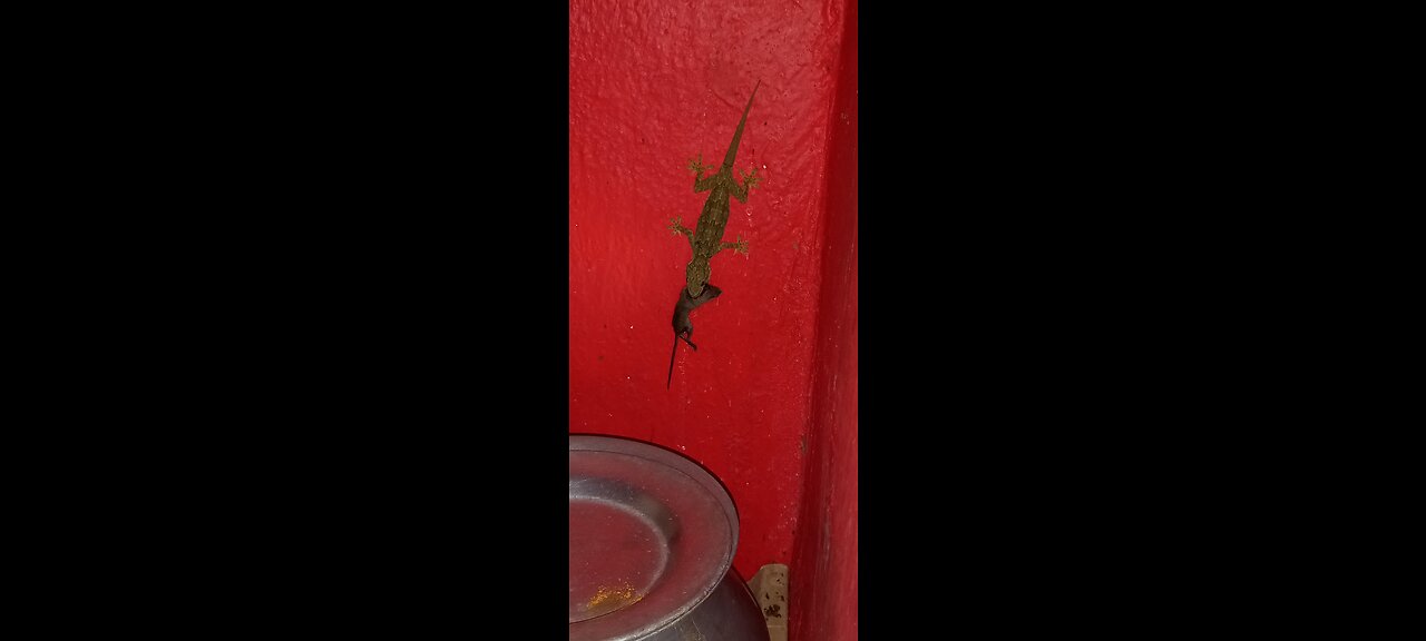 Lizard caught rat