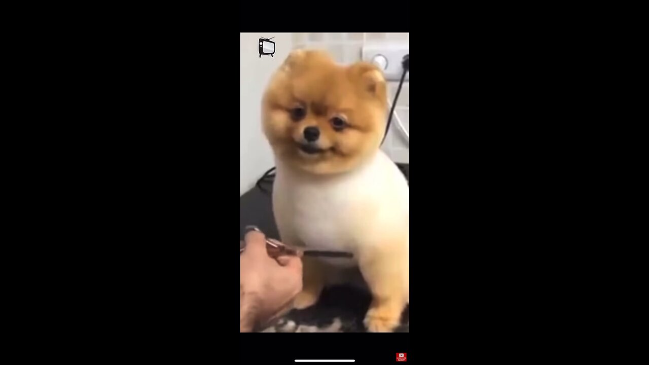 Funny animals cute animals