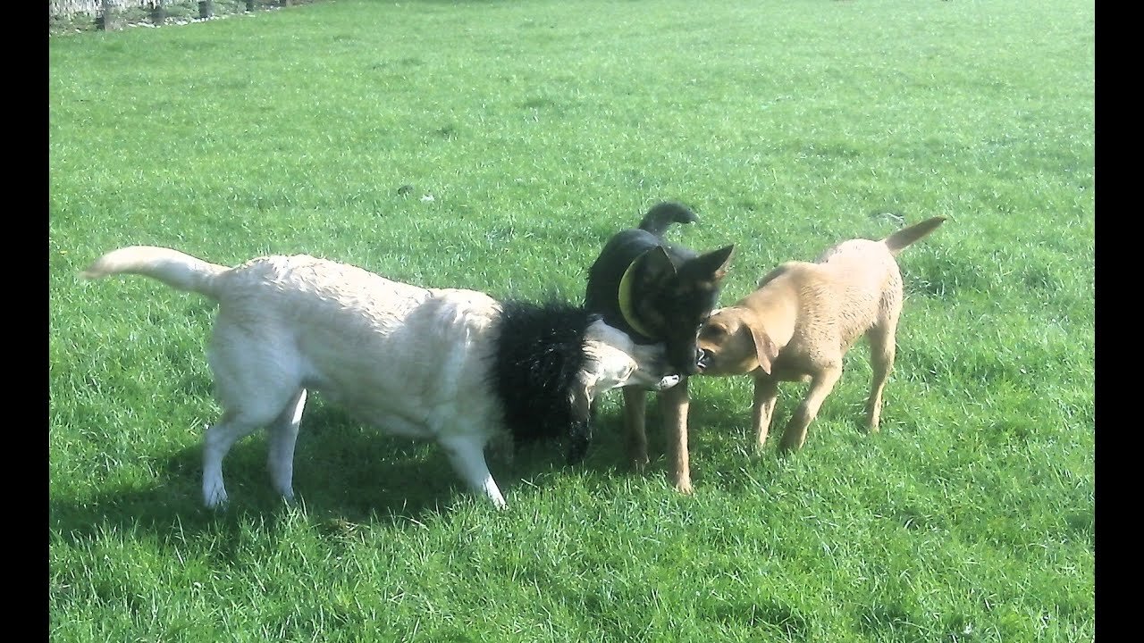 Lunatics Labradors Banksy & Bessie & GSD Tinkerbelle. @DogtrainersUK