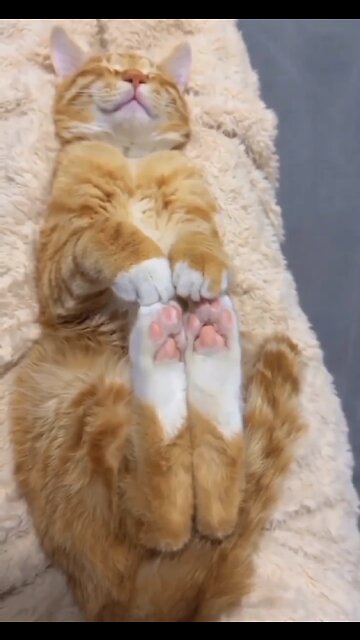 Sleeping kitty 😹💤Please Follow me