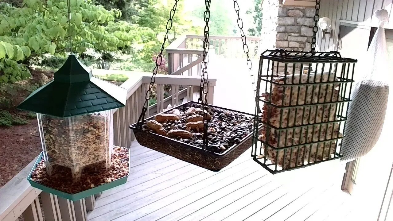 Live Bird Feeder in Ashville North Carolina. Up in the mountains