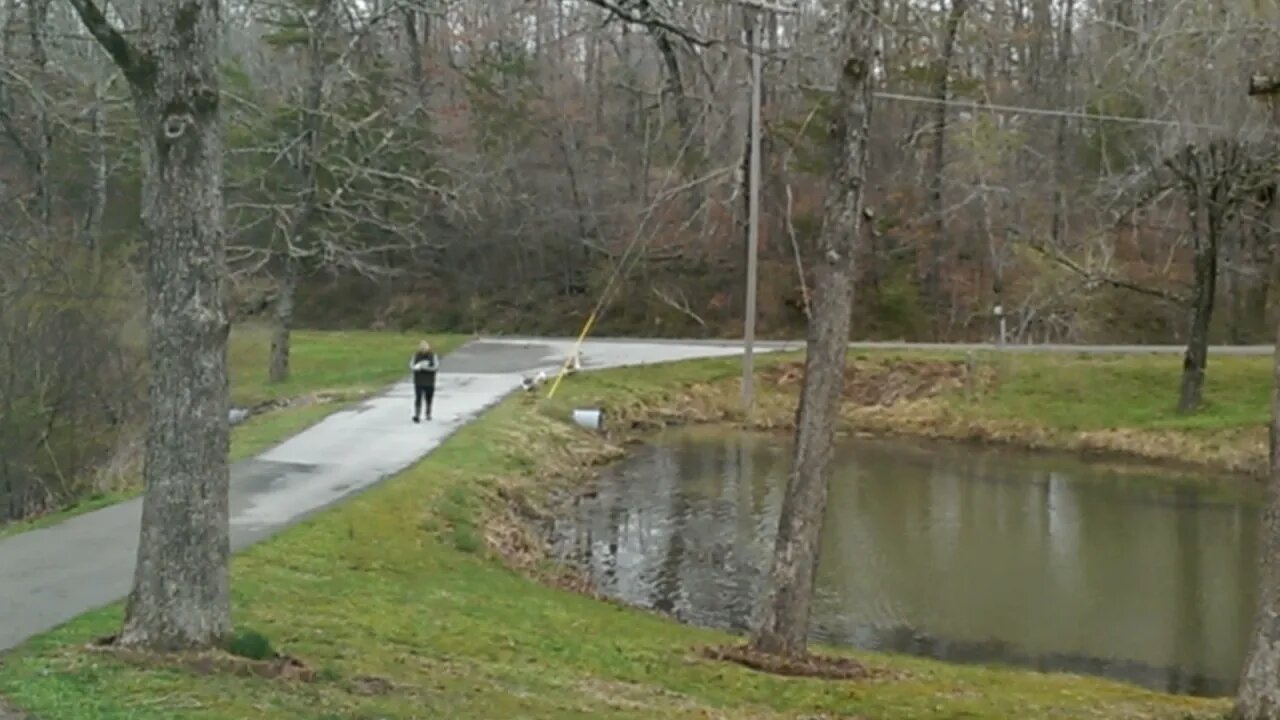 Geese like the road too much