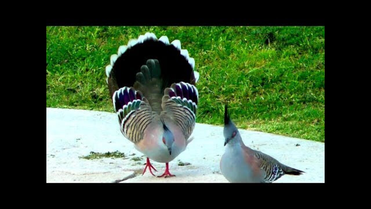 Australian Crested Pigeon.!!