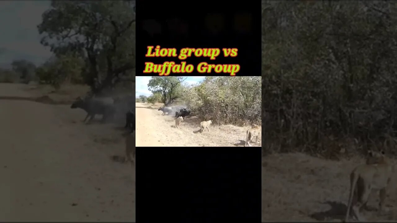 Lion group vs Buffalo group 2022 #youtubeshorts #shorts #shortvideo