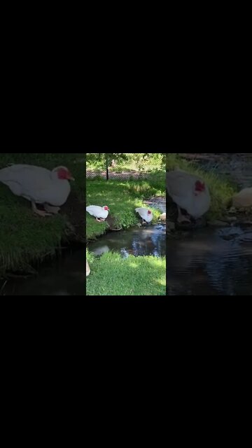 Muscovy Ducks drinking water