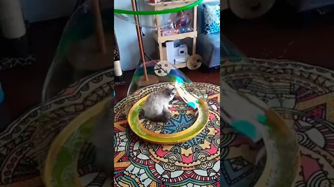 Cat In a bubble #funny #cat #shorts #reels