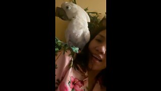 We adopted an umbrella cockatoo