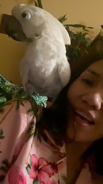 We adopted an umbrella cockatoo