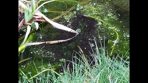 Teeming with life. Tadpoles en masse.