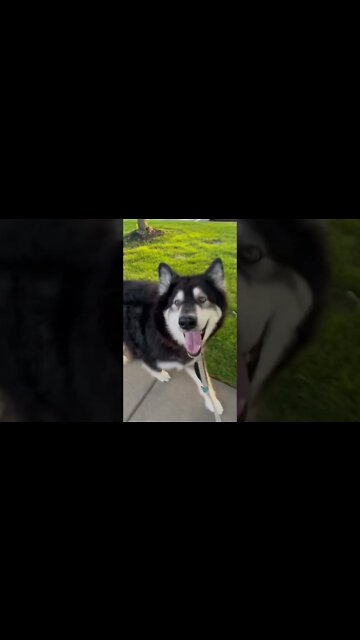 Alaskan husky refuse to walk home, once he got the ice cream