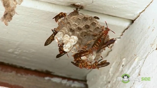 If You Notice This Kind of Nest Near Your House, Make Sure You Don't Do This