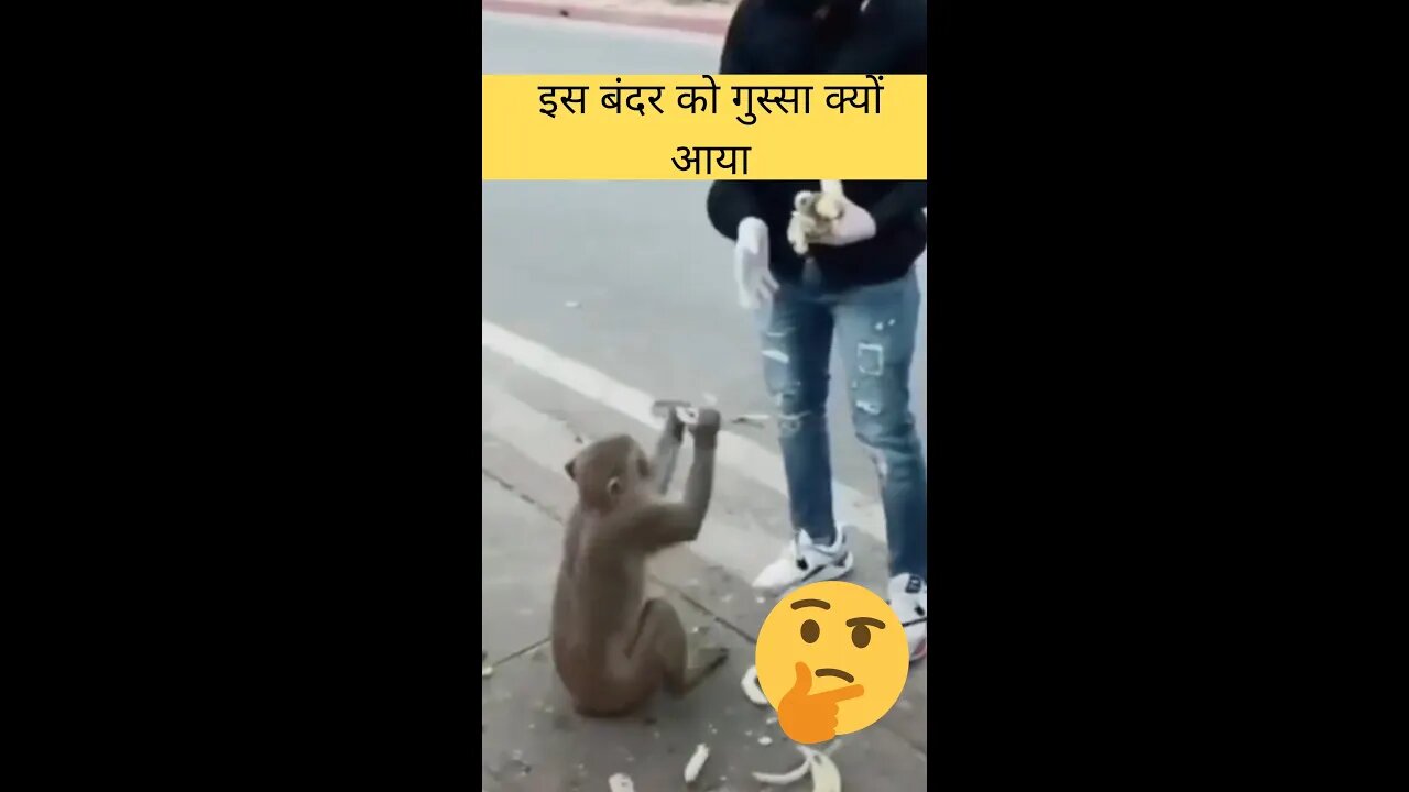 इस बंदर को गुस्सा क्यों आया😡Why is this monkey angry👈