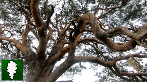 Araisu swedish pine, Latvia