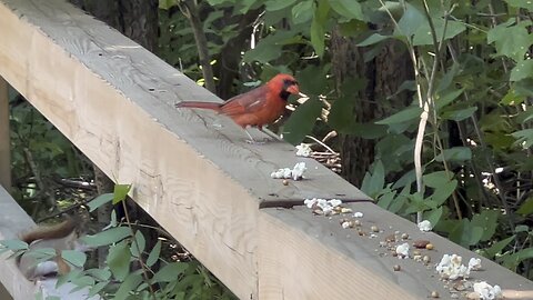 Male Cardinal