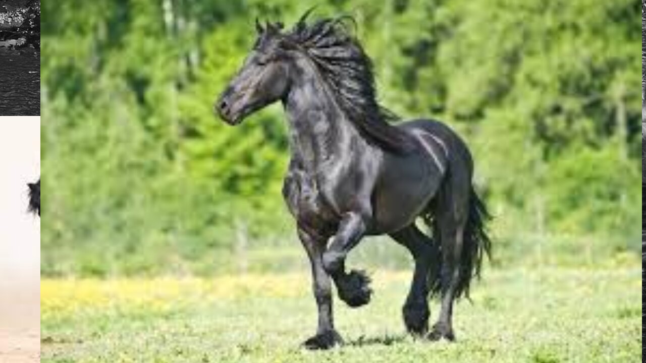 Most Beautiful Horses on Planet Earth