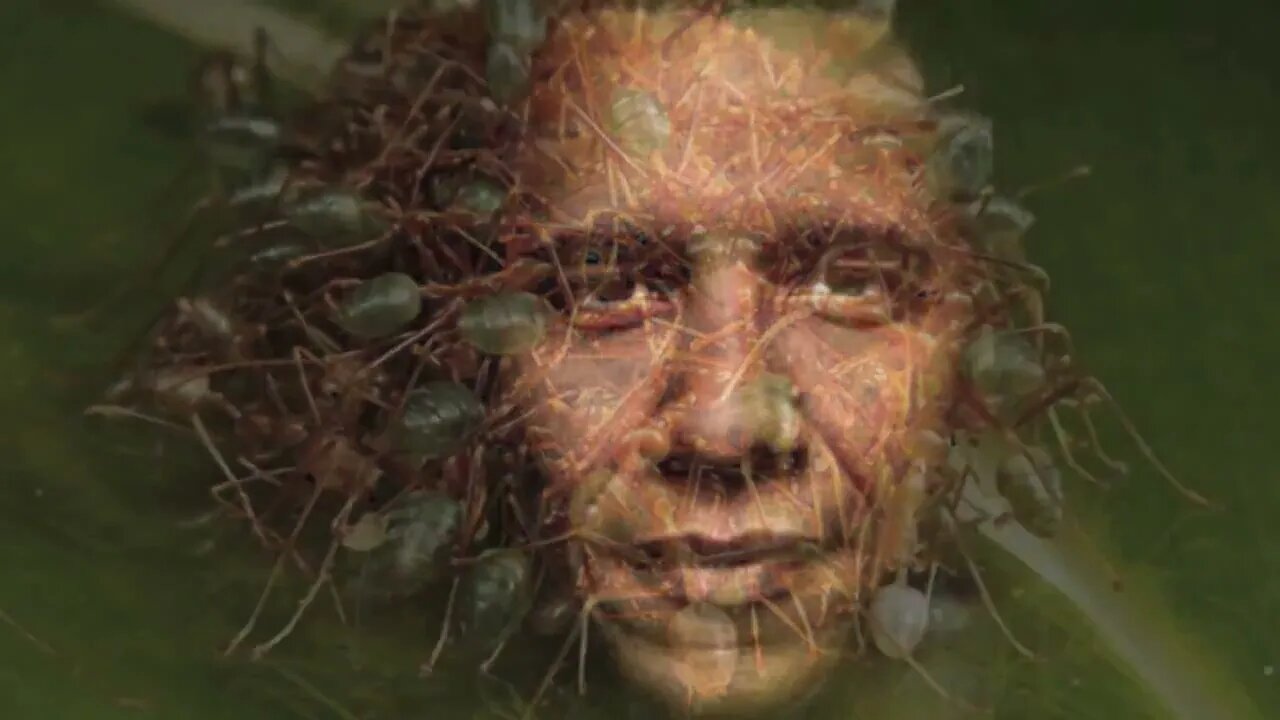 The DNArk Knight Phoenix Rising - Jonathan Kleck