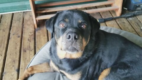 Rottweiler Bathtime 😁 #rottweiler 💖