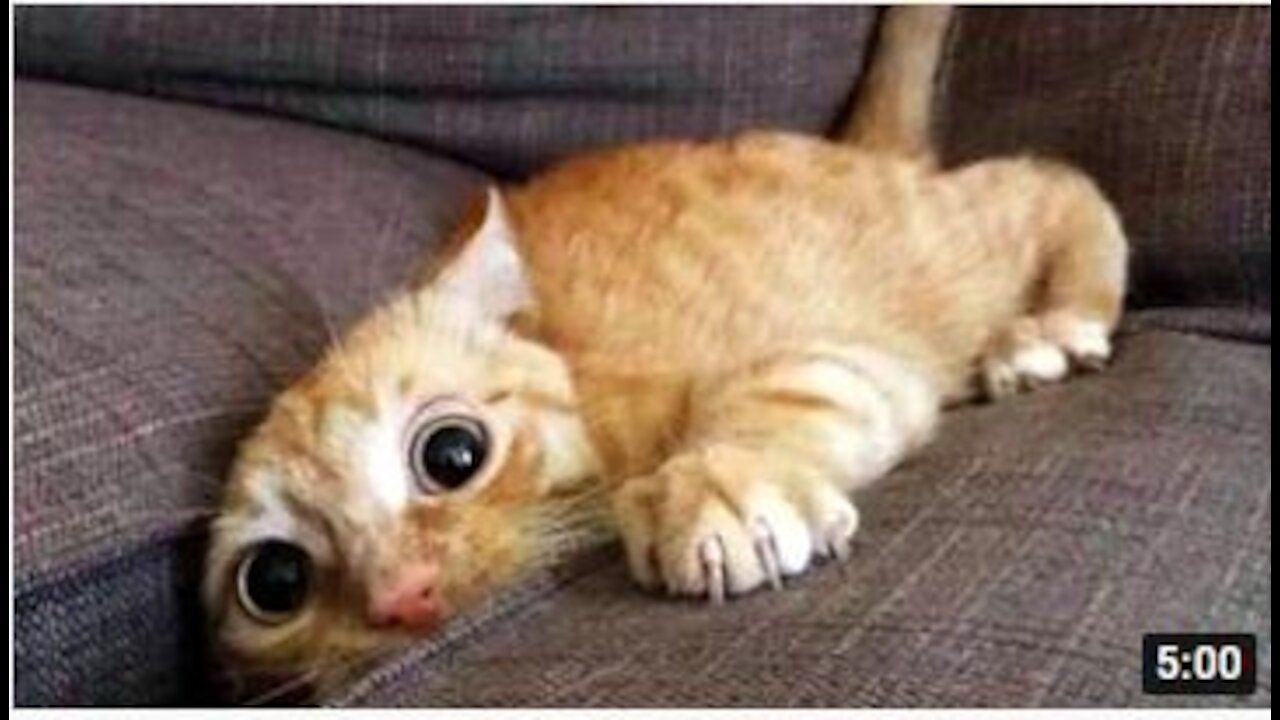 Funniest Cats