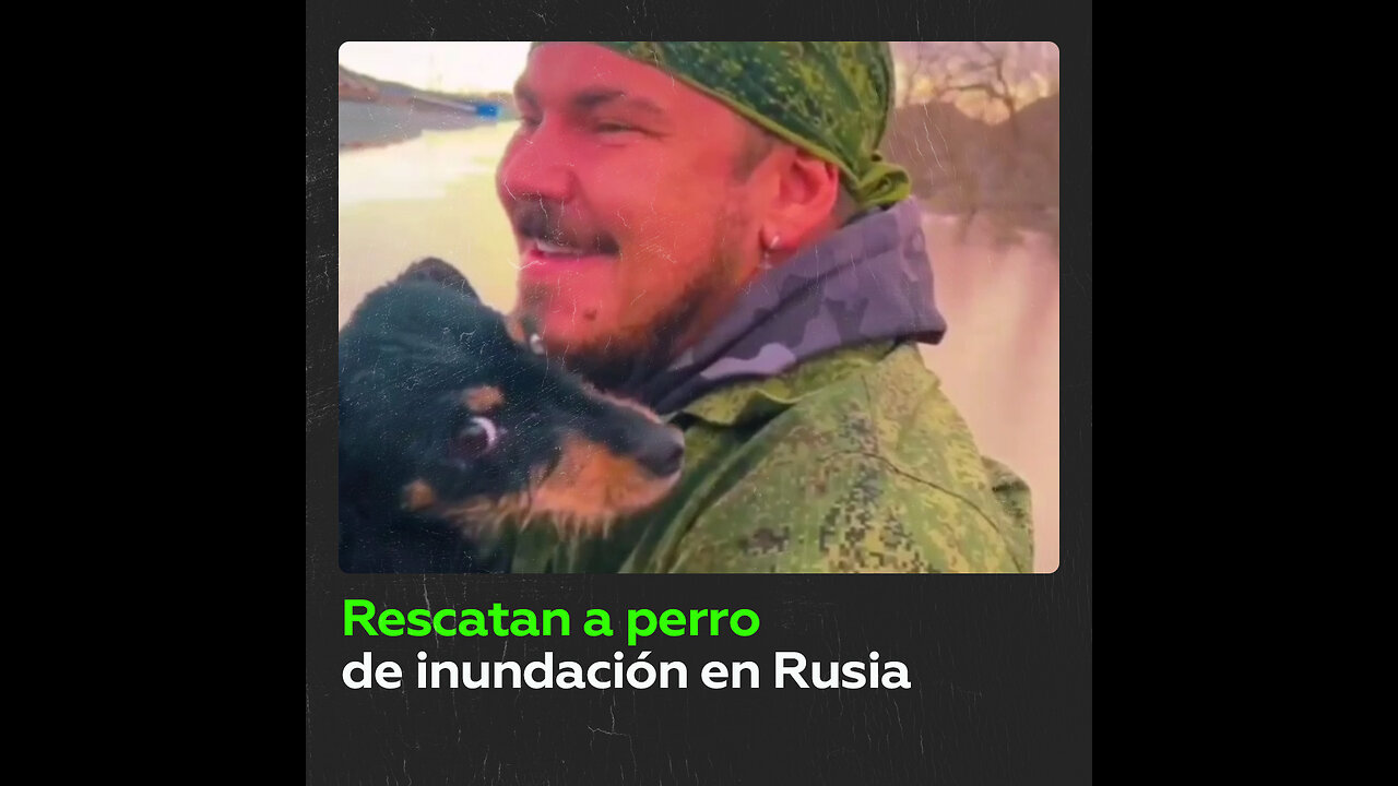 Rescatan a un perro durante inundaciones en Rusia