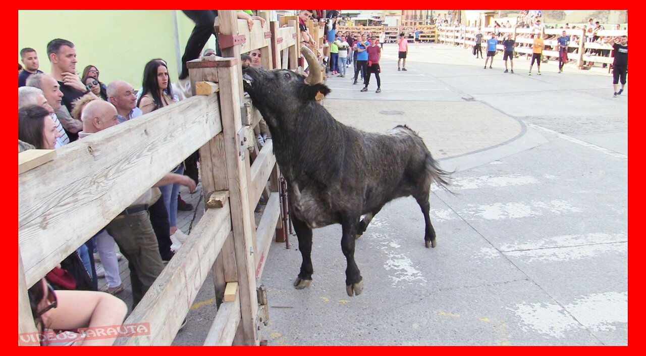 ARGUEDAS ( NAVARRA ) TARDE TOROS Y CAPONES EN CALLE ( SABADO 8 ABRIL 2023 ) GANAD.SAT.USTARROZ