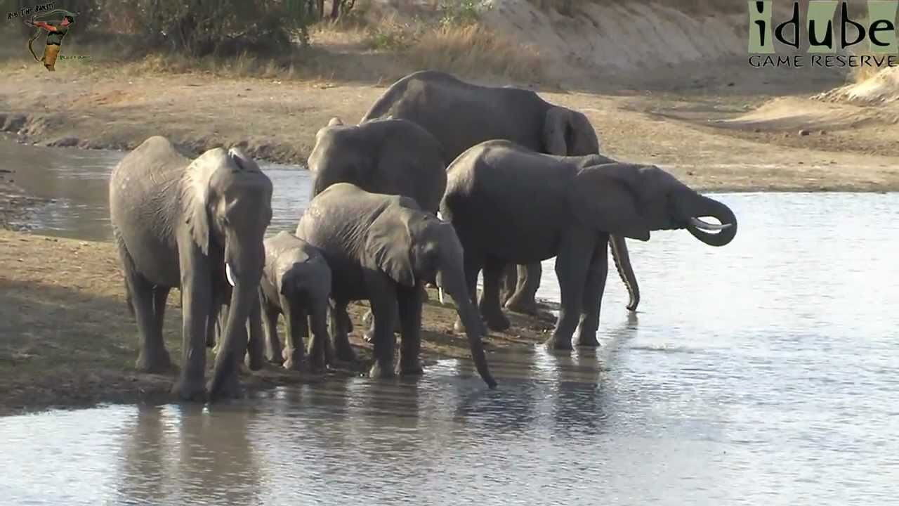 Elephants Drink In The Afternoon