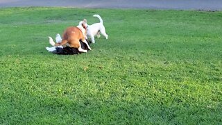 [jack Russell Terrier Ares] play with a Bernese doodle