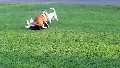 [jack Russell Terrier Ares] play with a Bernese doodle