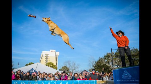 Cute Dog Jumping seen - Funny Dog