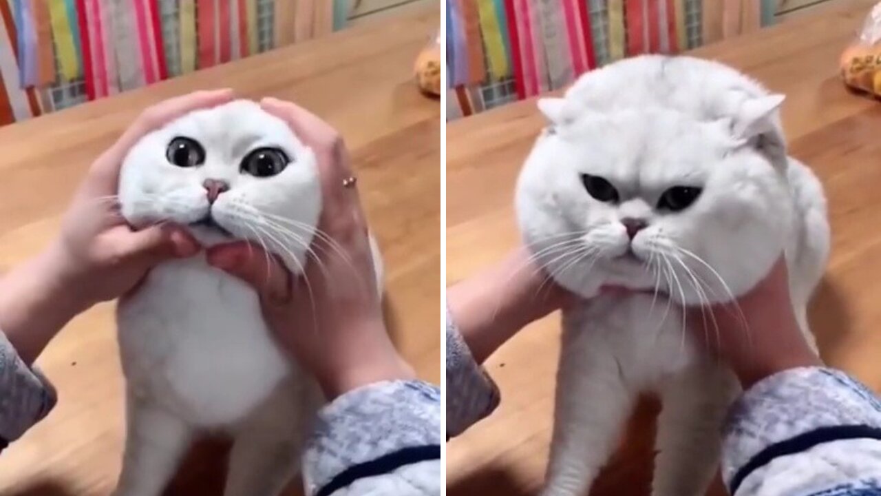 Most Satisfying Funny Cat Video 😂😂😂