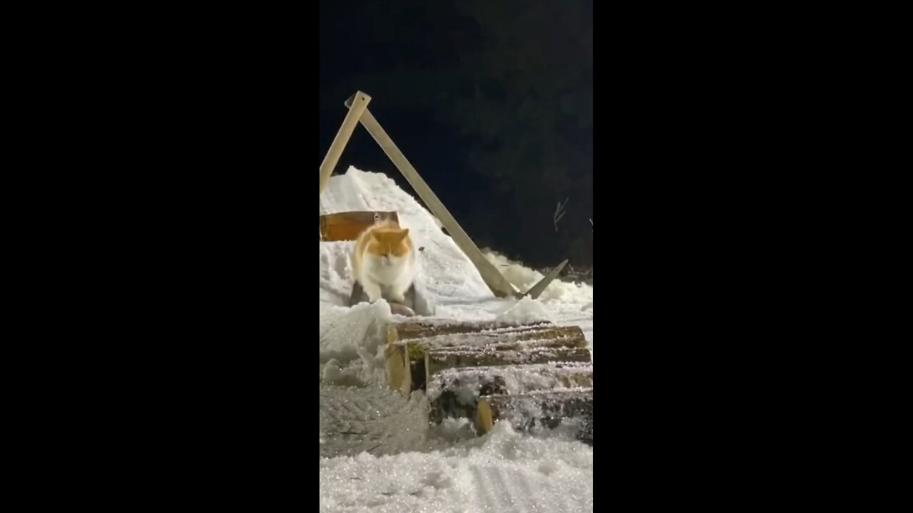 Ice Skating Cat 😺