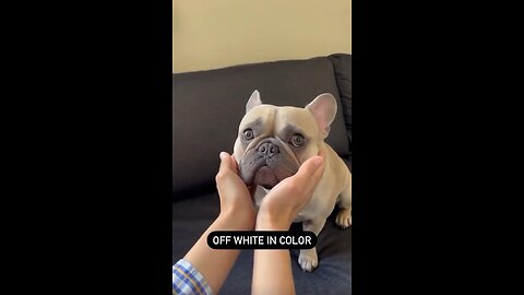 Dog Body Composition | Mochi The French Bulldog