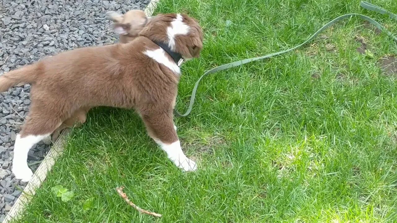 Calm playing in the backyard